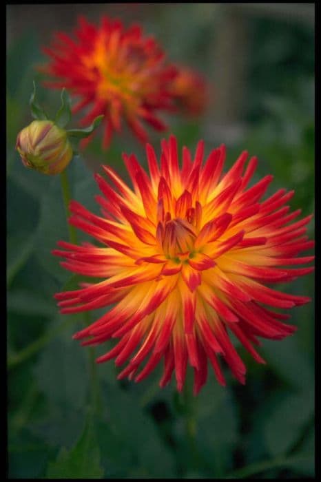 Dahlia 'Weston Spanish Dancer'