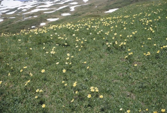 parsley-leaved pasqueflower