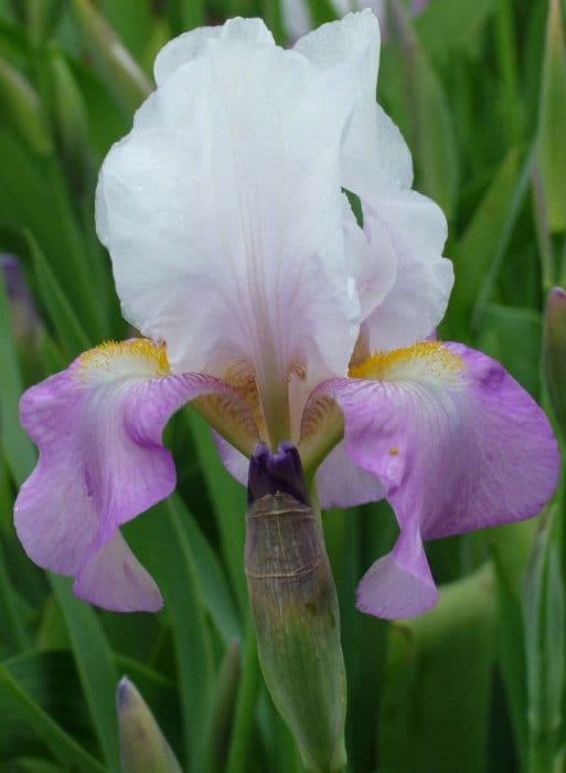 iris 'Elegant Lass'