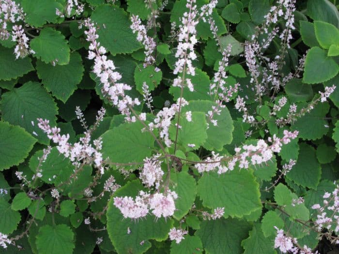 forest spurflower 'James'