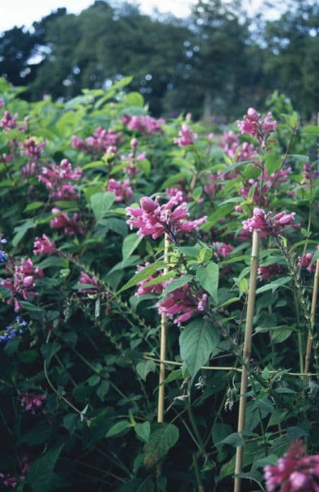 rosy-leaf sage 'Bethellii'