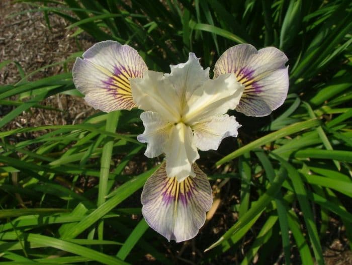 iris 'Fine Line'