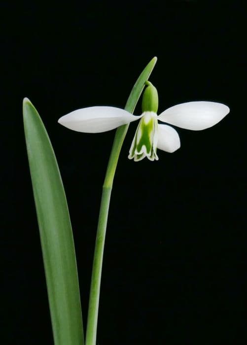 hybrid snowdrop 'Robin Hood'