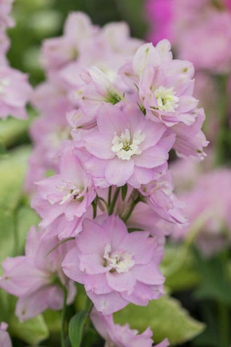 delphinium 'Cinderella'