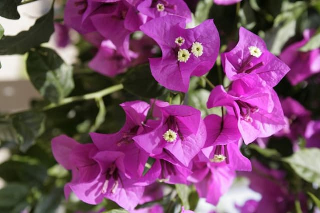 Bougainvillea 'Purple Robe'