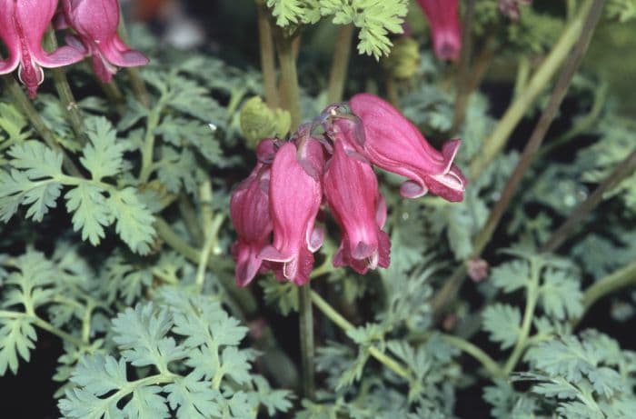 bleeding heart 'Queen of Hearts'