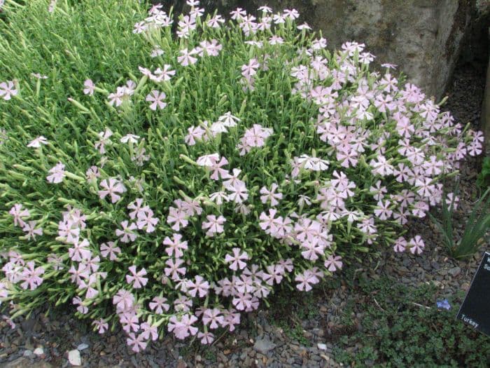 autumn catchfly 'Shell Pink'