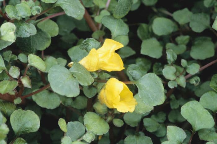 creeping balsam