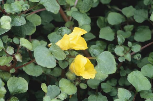 Creeping balsam