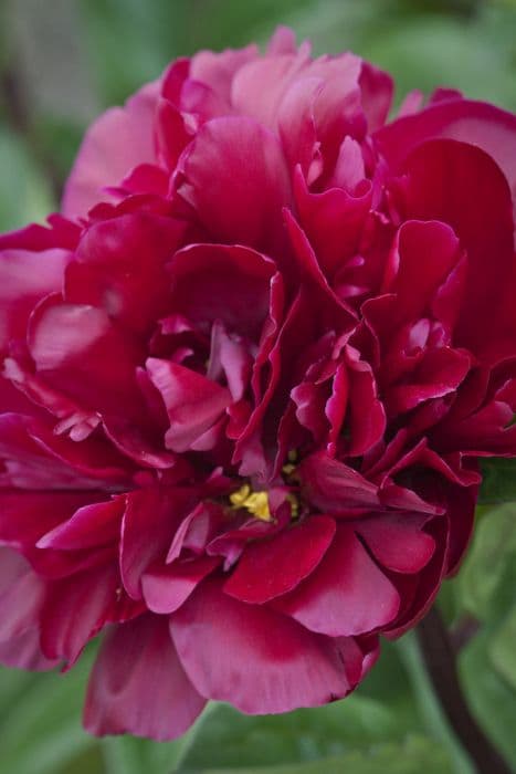 peony 'Madame Gaudichau'