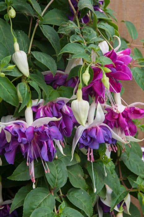 fuchsia 'Purple Rain'