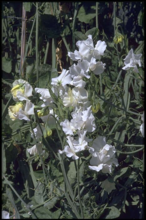 sweet pea 'White Supreme'