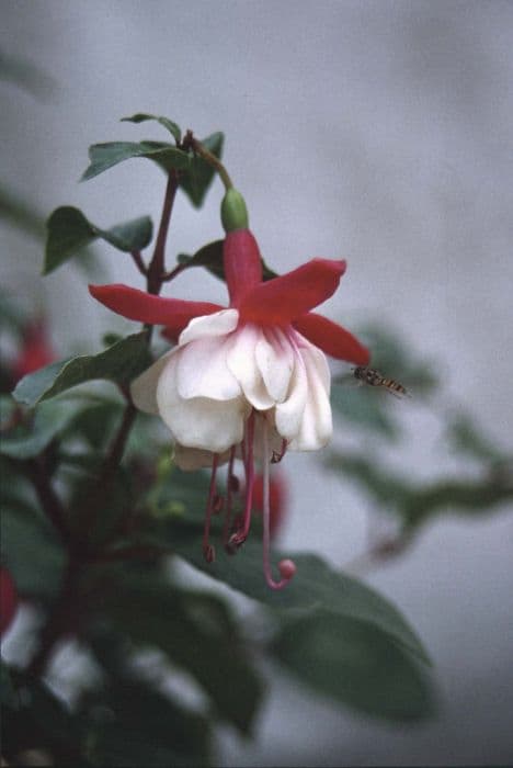 fuchsia 'Valerie Hobbs'