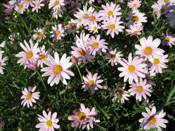 marguerite 'Petite Pink'