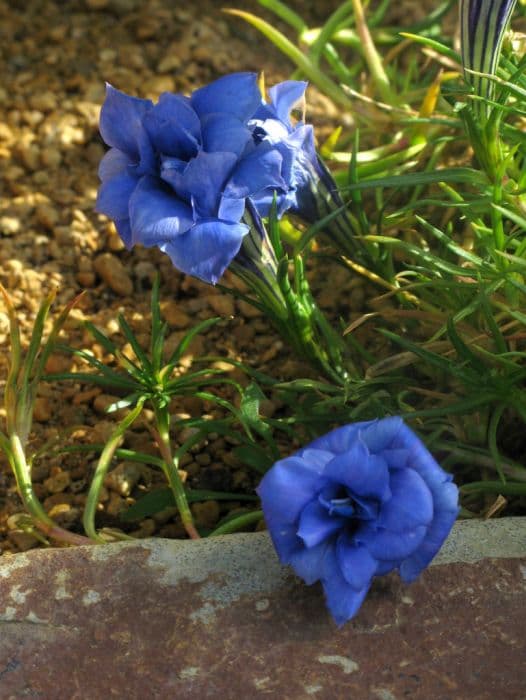 gentian 'Eugen's Allerbester'