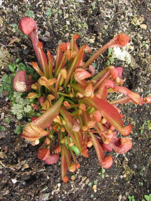 parrot pitcher plant