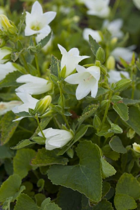 bellflower 'Mevr. V. Vollenhove'