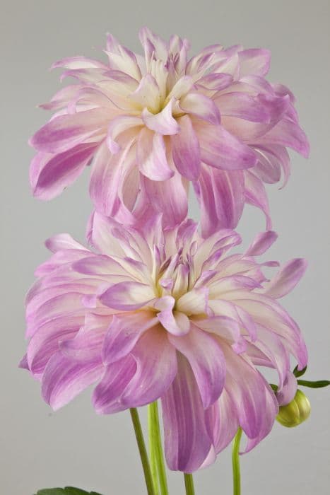 dahlia 'Maiko Girl'