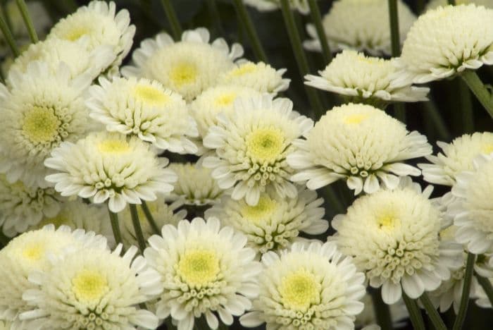 chrysanthemum 'Stallion'