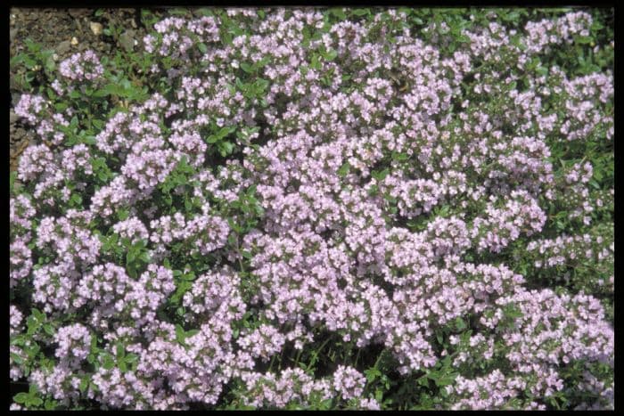 wild thyme