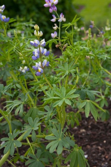 pearl lupin