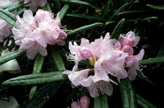 Makino rhododendron