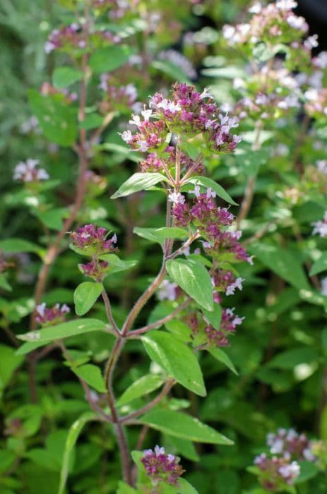 oregano 'Gold Tip'