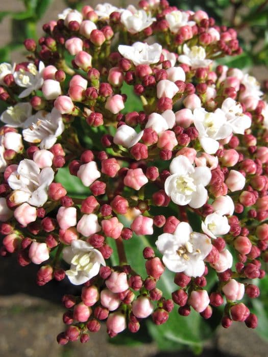 laurustinus 'Lisarose'