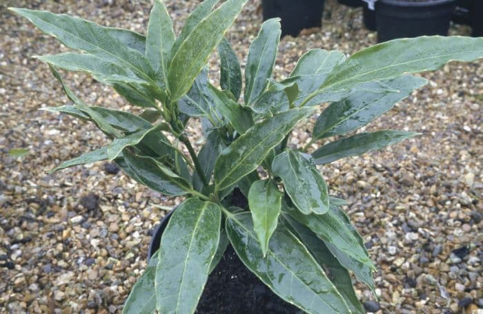 long-leaved spotted laurel