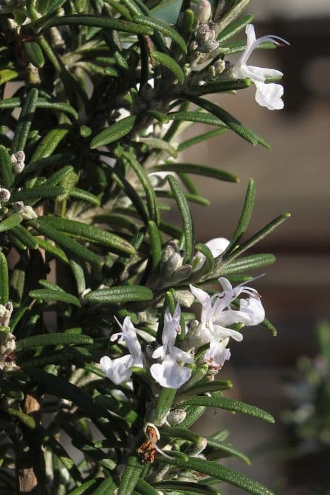 rosemary Albiflora Group