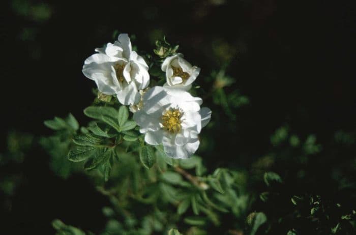 shrubby cinquefoil 'Snowbird'