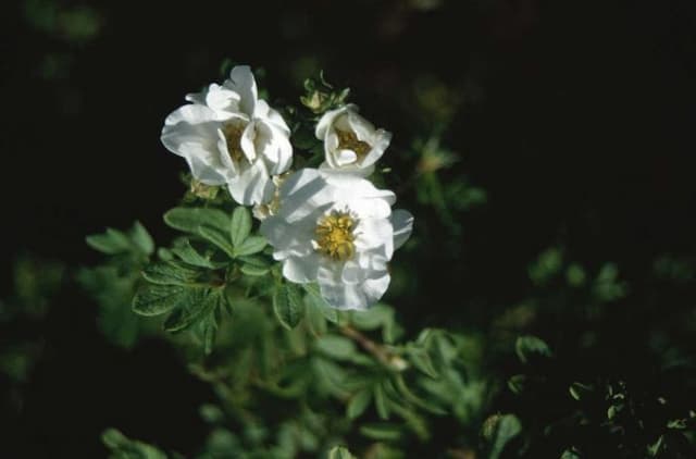 Shrubby cinquefoil 'Snowbird'