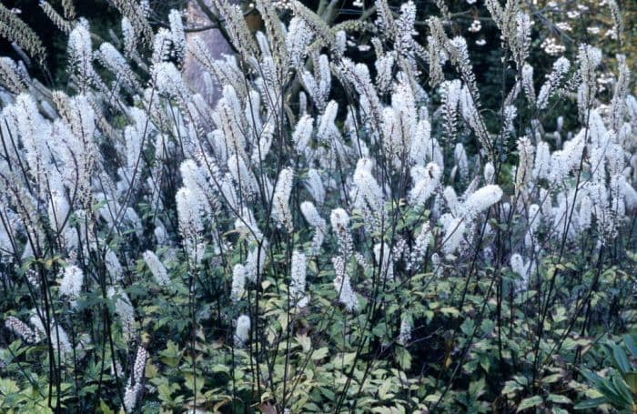 baneberry 'Elstead Variety'