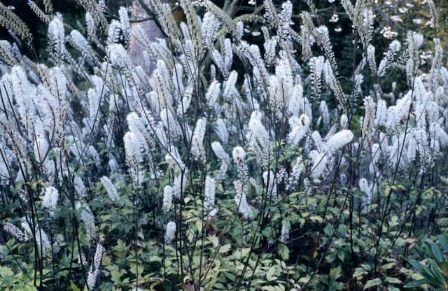 Baneberry 'Elstead Variety'