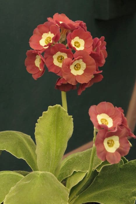 Auricula 'Chiffon'