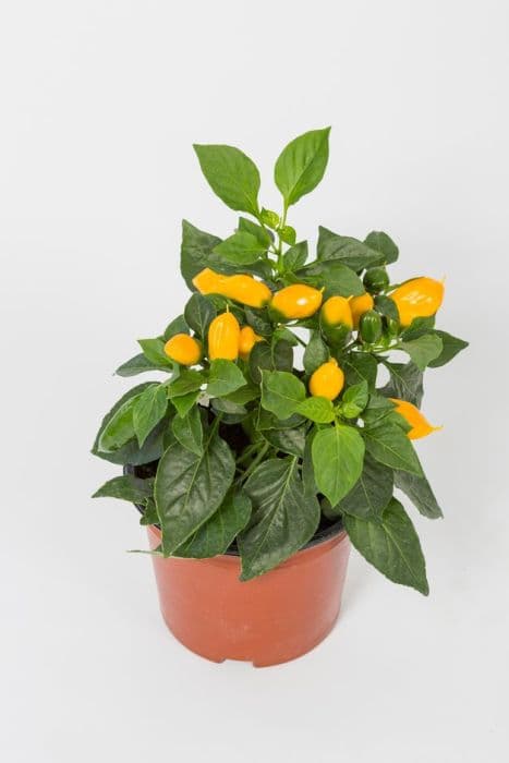 pepper 'Lemon Dream'