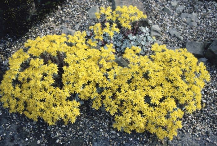 spoon-leaved stonecrop