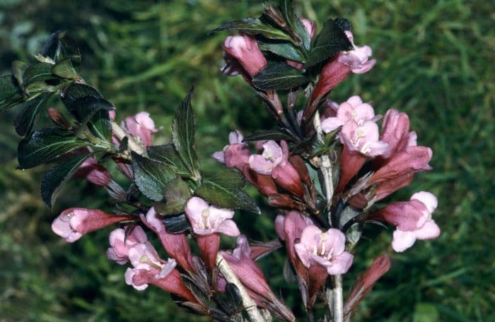 weigela 'Foliis Purpureis'