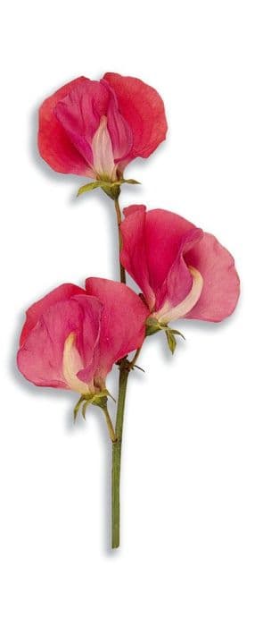 sweet pea 'Busby'