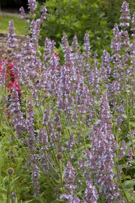 catmint 'Leeds Castle'