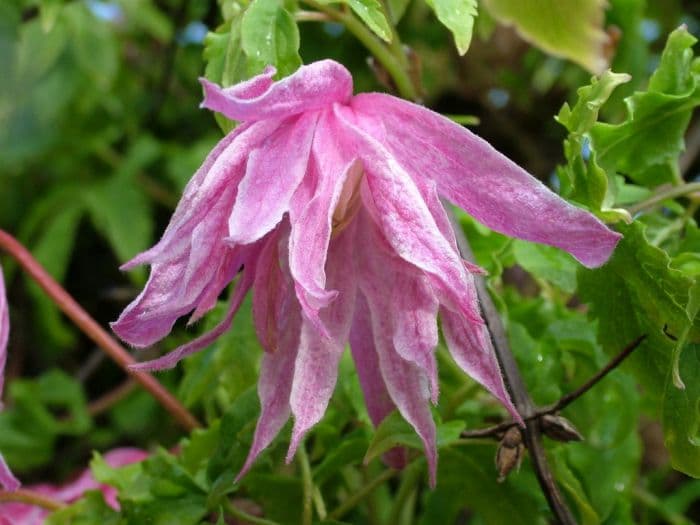 clematis 'Ballet Skirt'