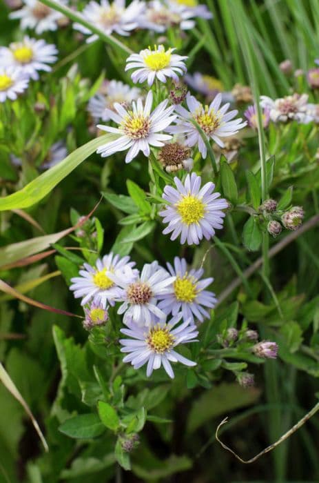 Japanese aster 'Madiva'