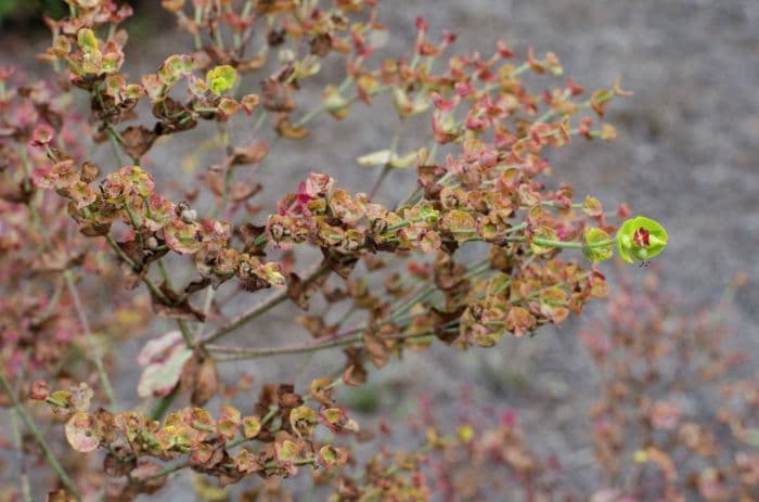 Martin's spurge 'Ascot Rainbow'