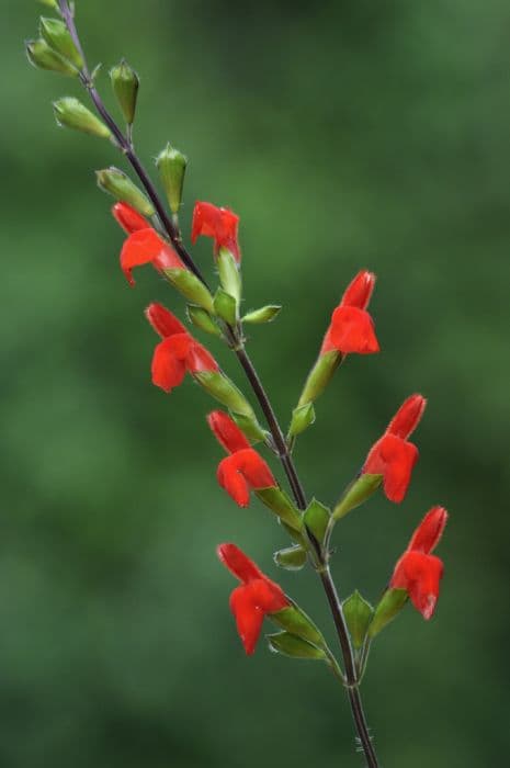 eyelash-leaved sage