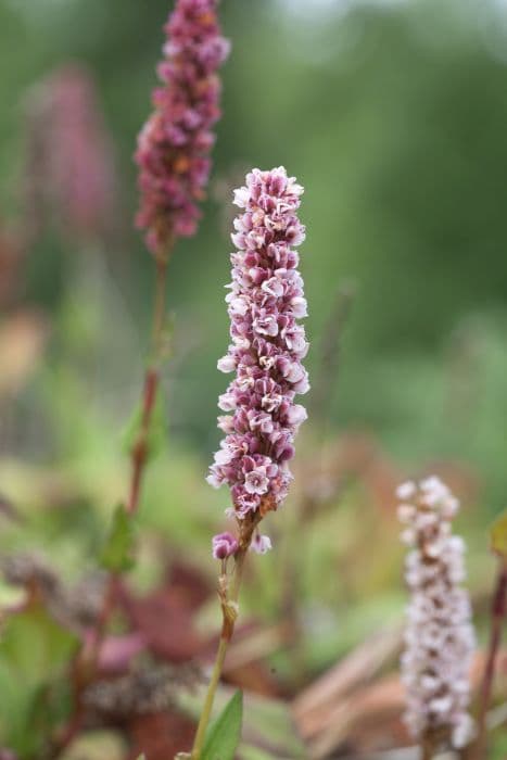 lesser knotweed