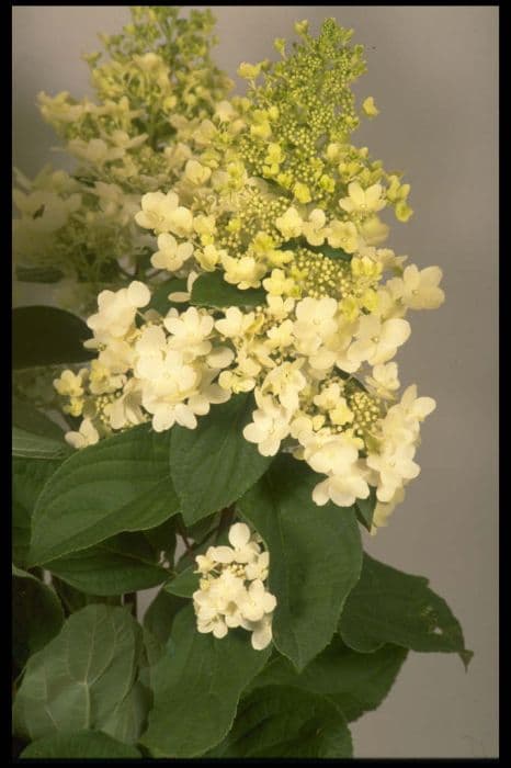 paniculate hydrangea 'Unique'