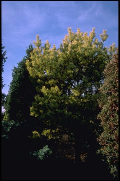 golden Scots pine