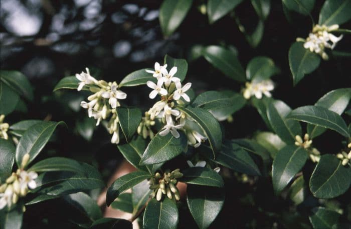 Burkwood osmanthus