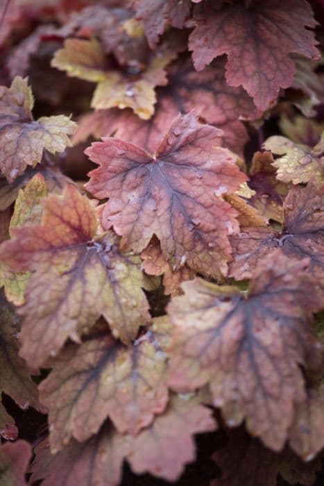 heucherella 'Sweet Tea'