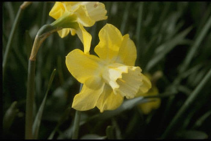 daffodil 'Charter'